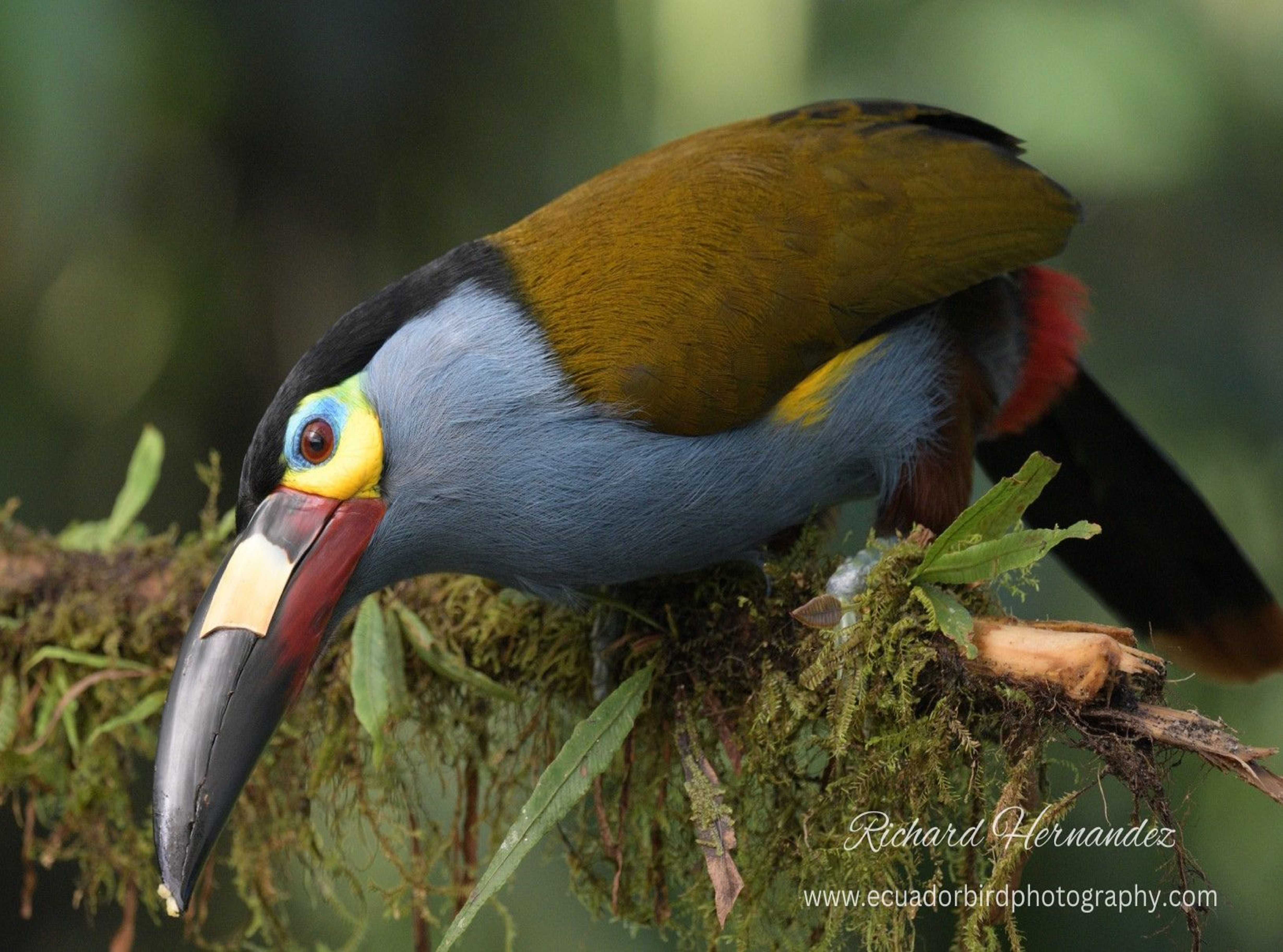 plate-billed mountain toucan mindo